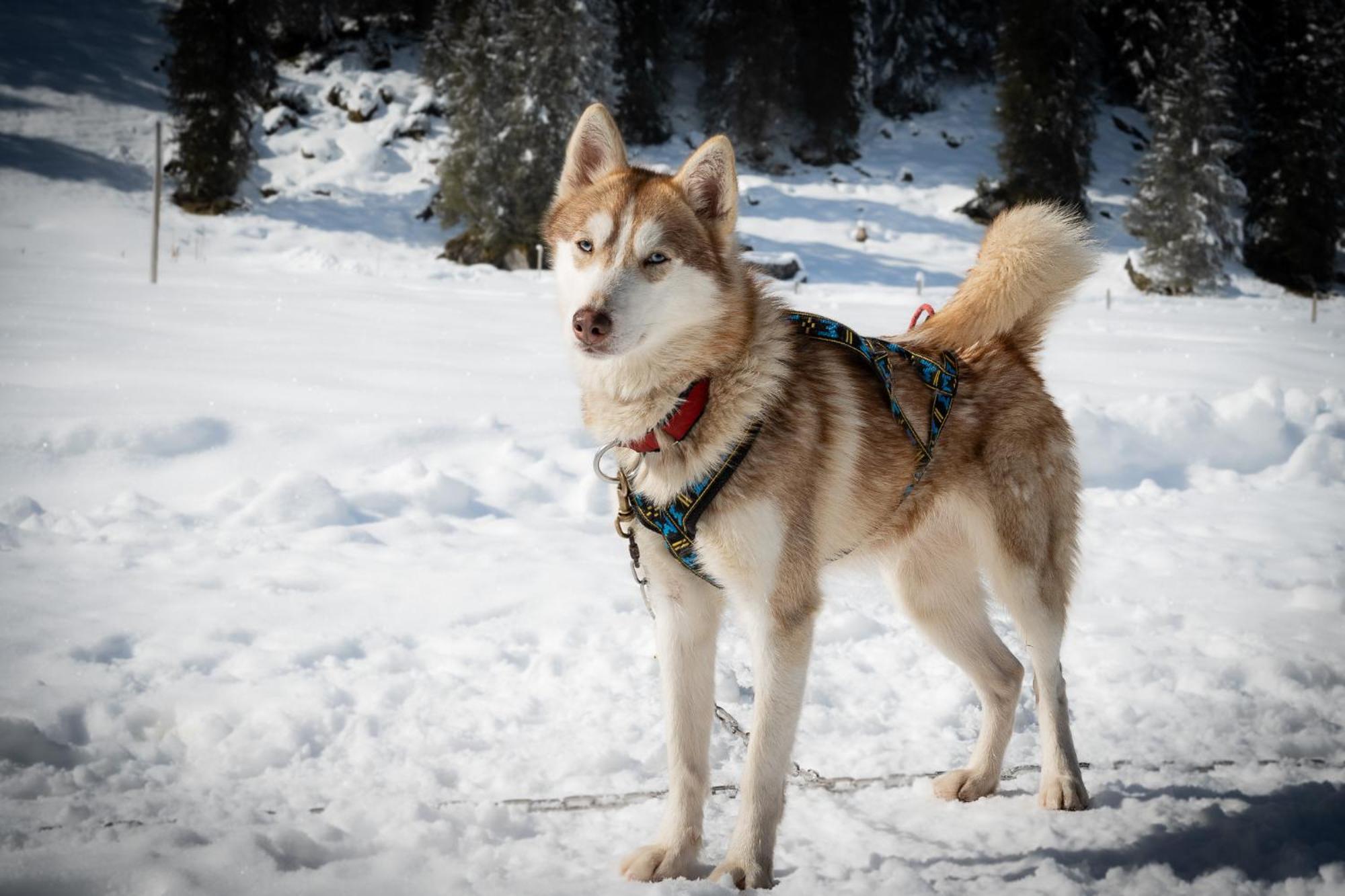 Huettenhotel Husky 3*