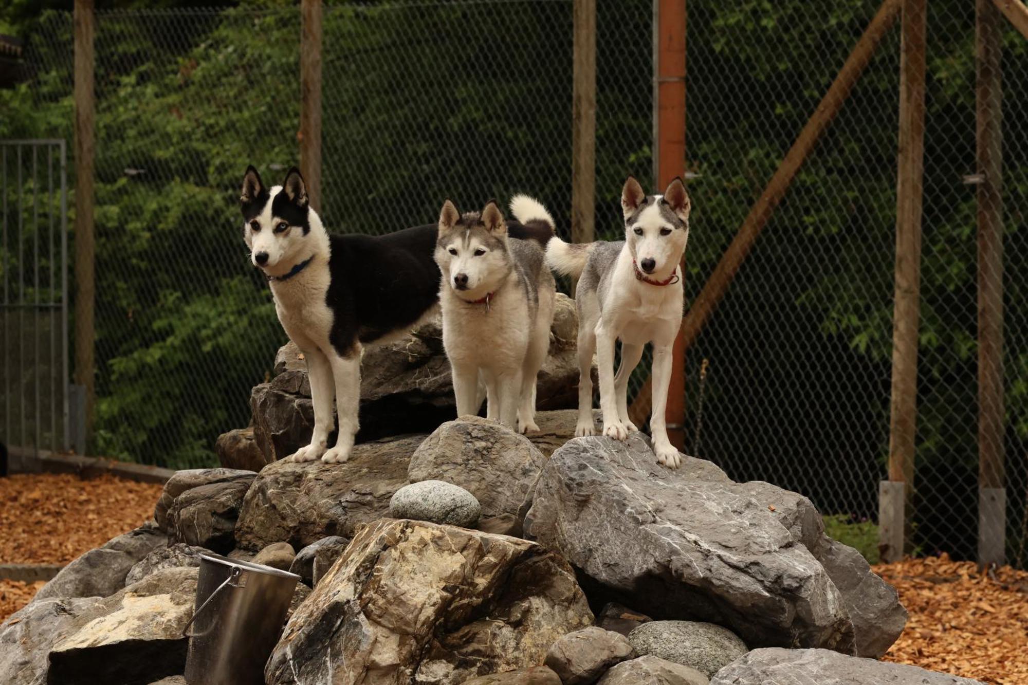 Huettenhotel Husky Muotathal